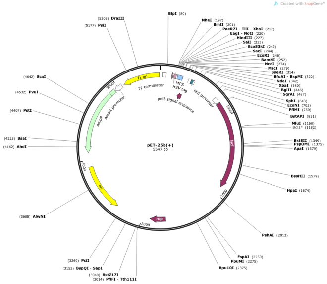 pET-25b(+) Map