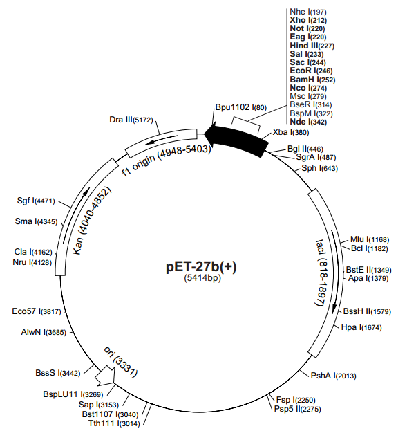 pET-27b(+) 质粒图谱