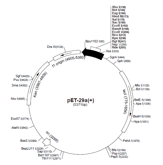 pET-29a(+) 质粒图谱