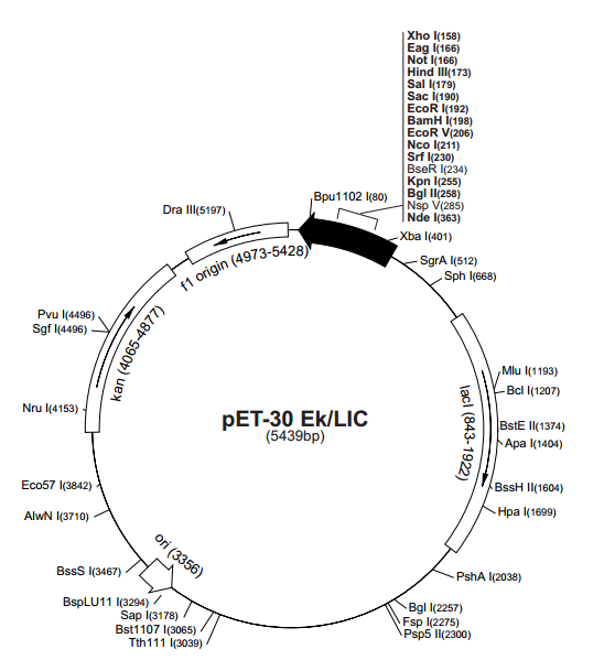 pET-30 EK/LIC 质粒图谱