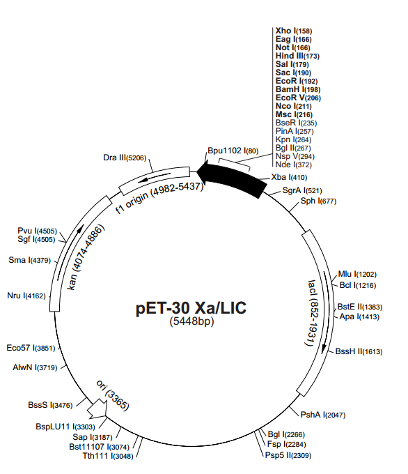 pET-30 Xa/LIC 质粒图谱