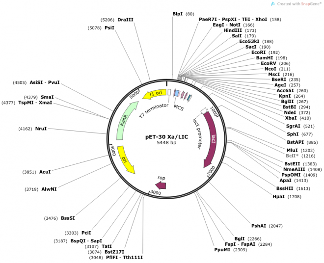 pET-30 Xa/LIC 载体图谱