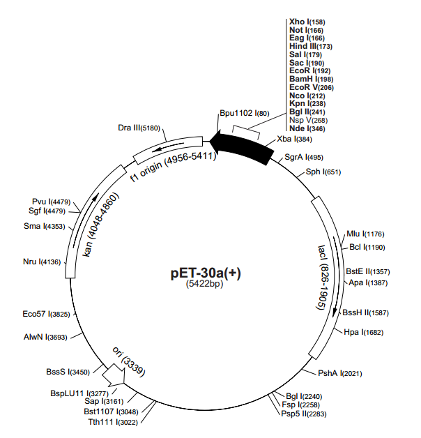 pET-30a(+)质粒图谱
