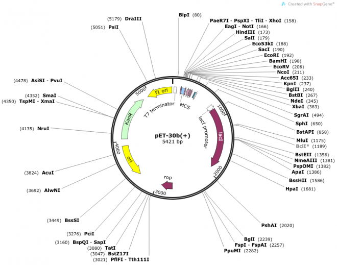 pET-30b(+) Map