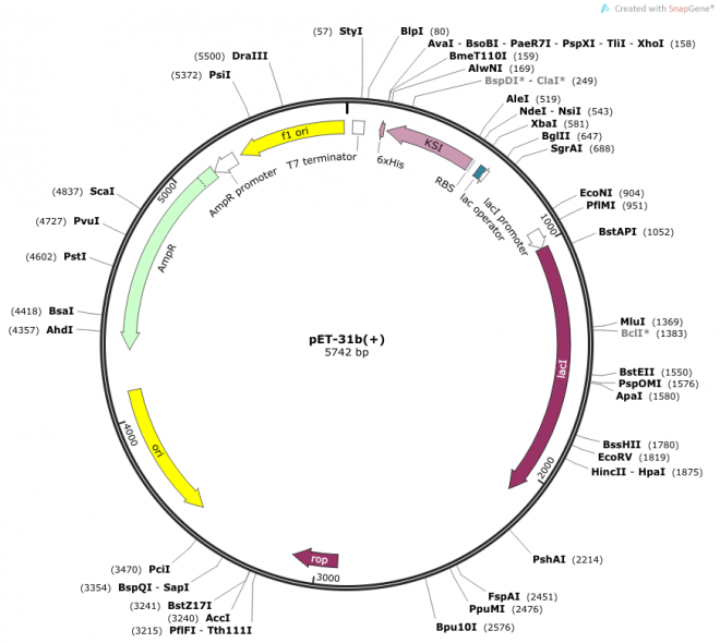 pET-31b(+) Map