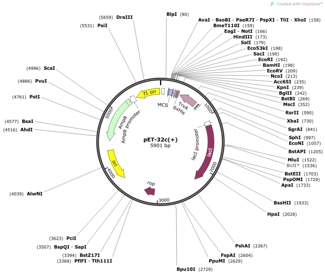 pET-32c(+) 质粒图谱