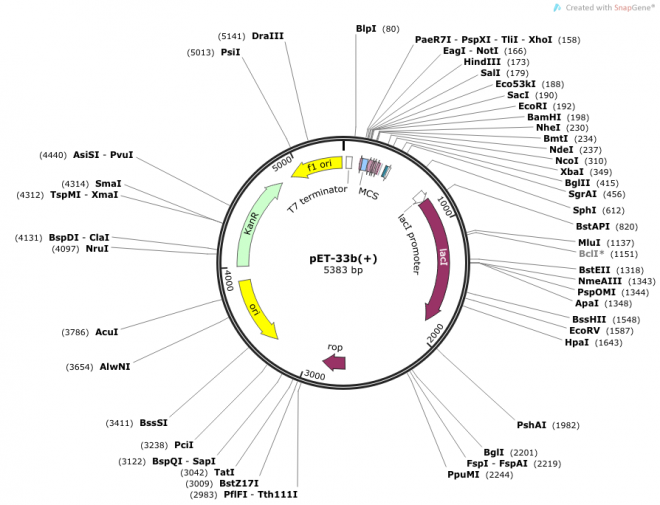 pET-33b(+) 载体图谱