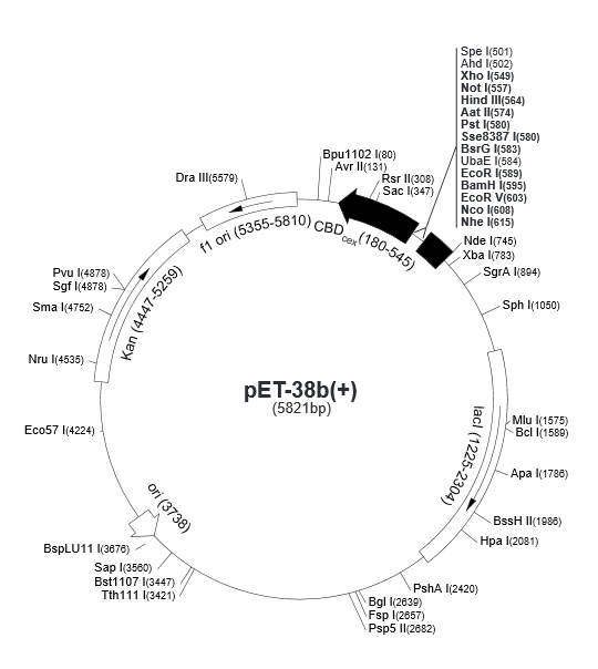 pET-38b(+) 质粒图谱
