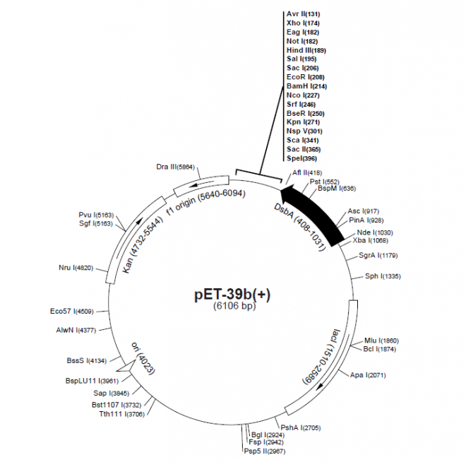 pET-39b(+) 质粒图谱