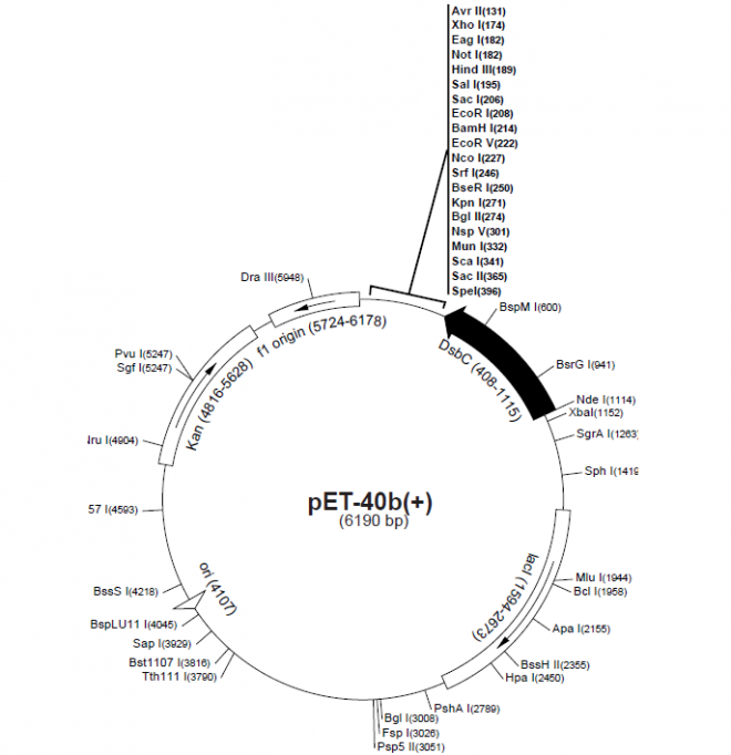 pET-40b(+) 质粒图谱