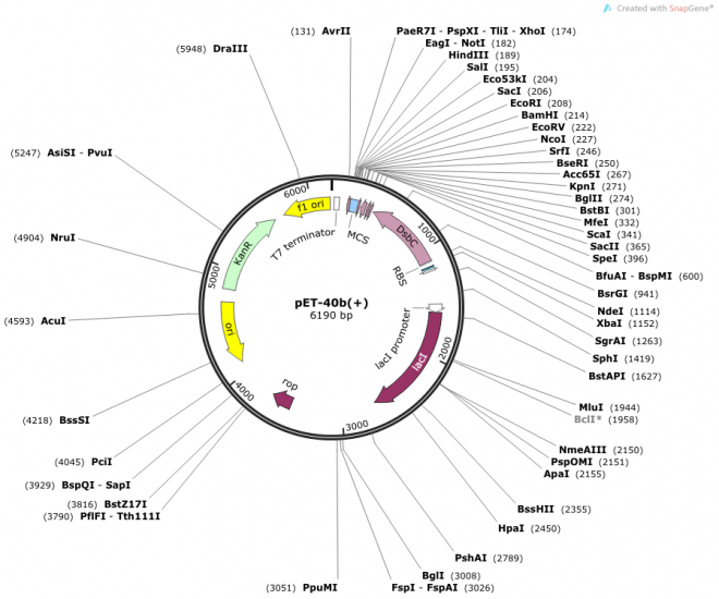 pET-40b(+) Vector Map