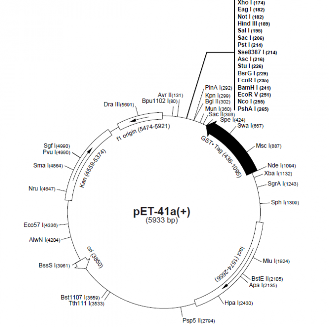 pET-41a(+) 质粒图谱