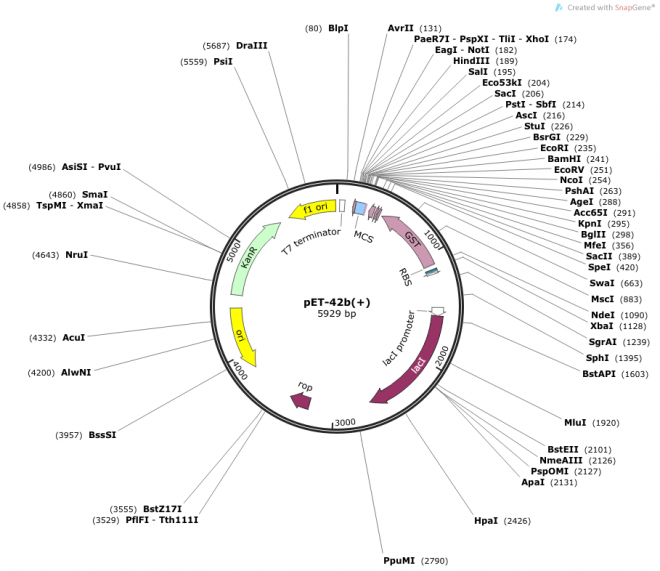 pET-42b(+) Vector Map