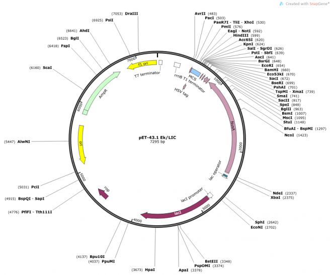 pET-43.1 EK/LIC 载体图谱