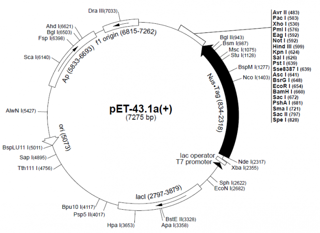 pET-43a(+) 质粒图谱