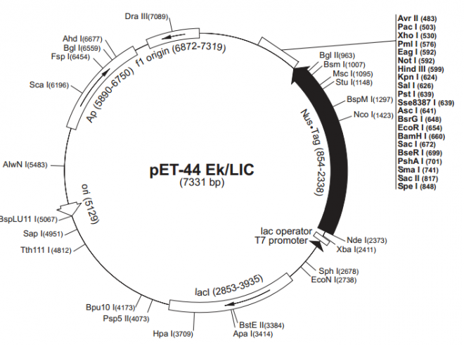 pET-44 EK/LIC 质粒图谱