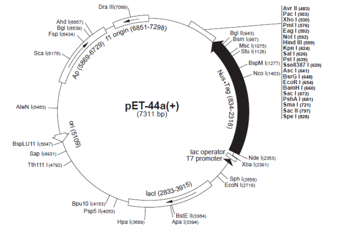 pET-44a(+) 质粒图谱