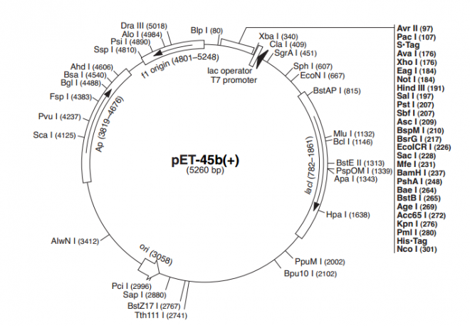 pET-45b(+) 质粒图谱