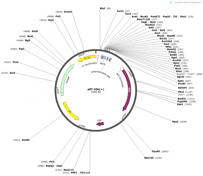 pET-45b(+) 载体图谱