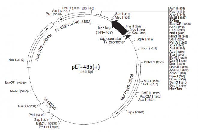 pET-48b(+) 质粒图谱