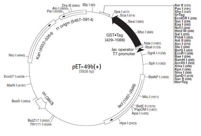 pET-49b(+) 质粒图谱
