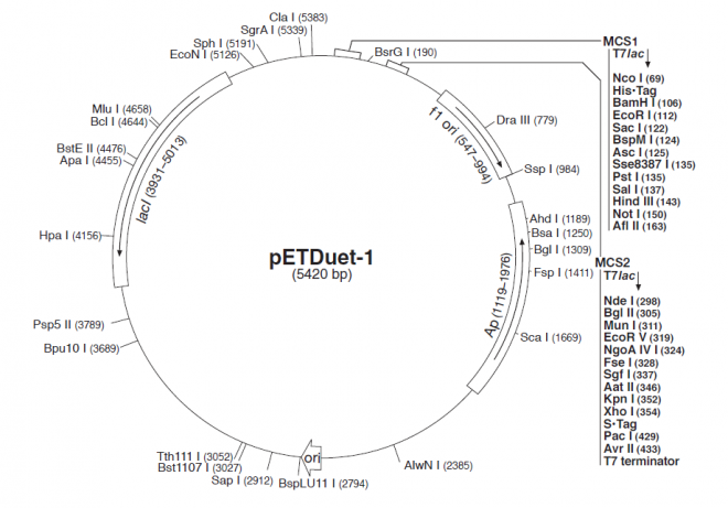pETDuet-1质粒图谱
