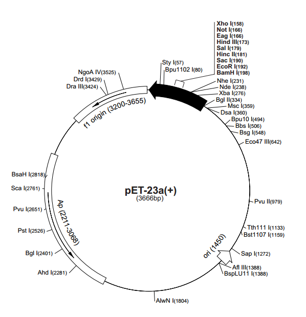 pET-23a(+) 质粒图谱