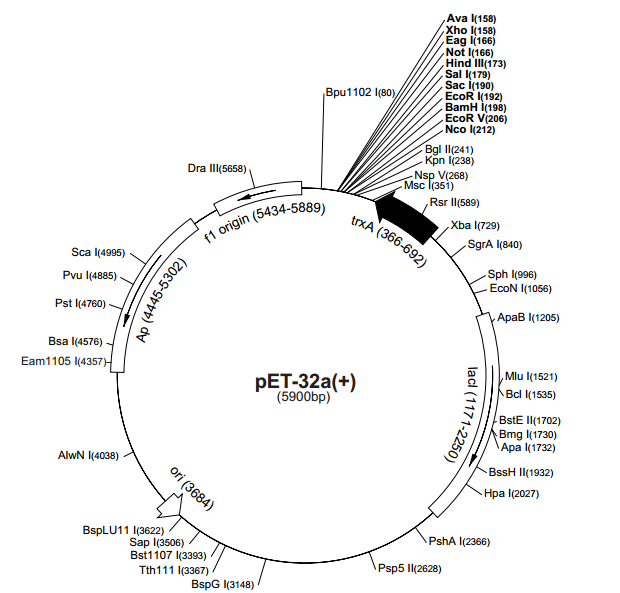 pET-32a(+) 质粒图谱