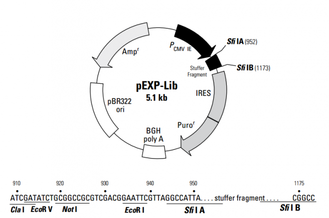 pEXP-Lib 质粒图谱