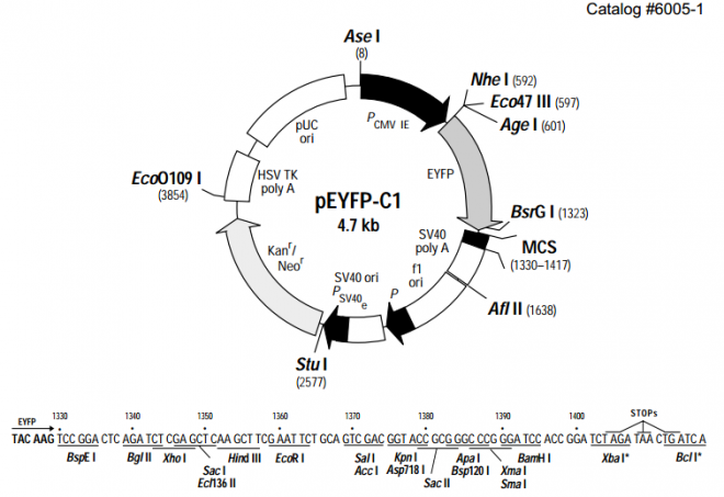 pEYFP-C1 质粒图谱