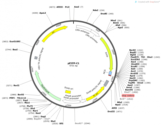 pEYFP-C1 载体图谱