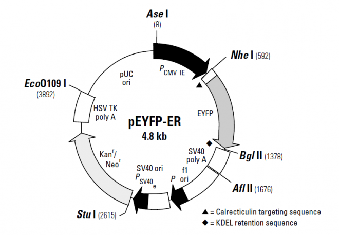 pEYFP-ER 质粒图谱