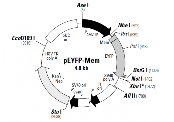 pEYFP-Mem 质粒图谱