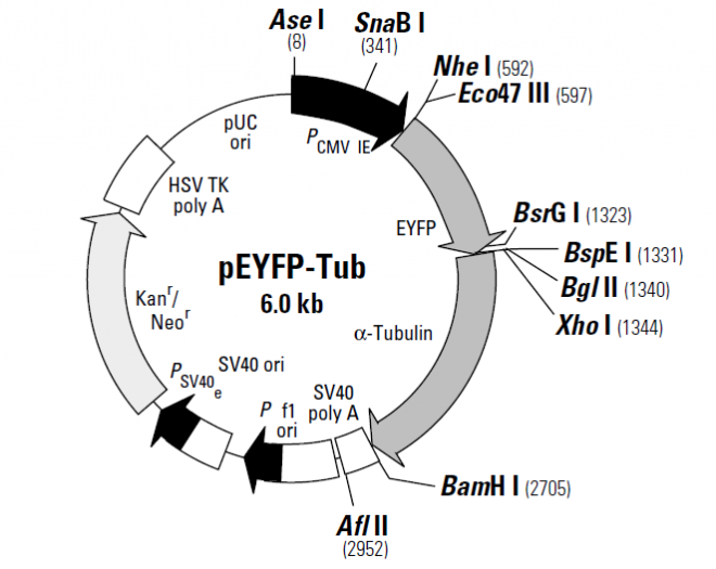 pEYFP-Tub 质粒图谱