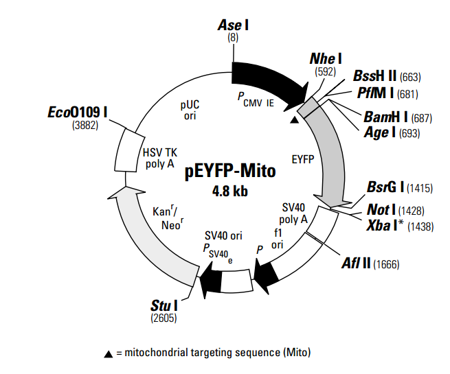 pEYFP-Mito 质粒图谱
