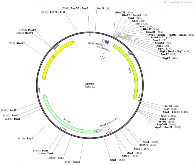 pEYFP 质粒图谱