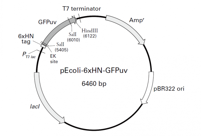 pEcoli-6xHN-GFPuv 质粒图谱