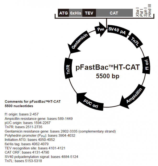 pFastBacHT-CAT 质粒图谱