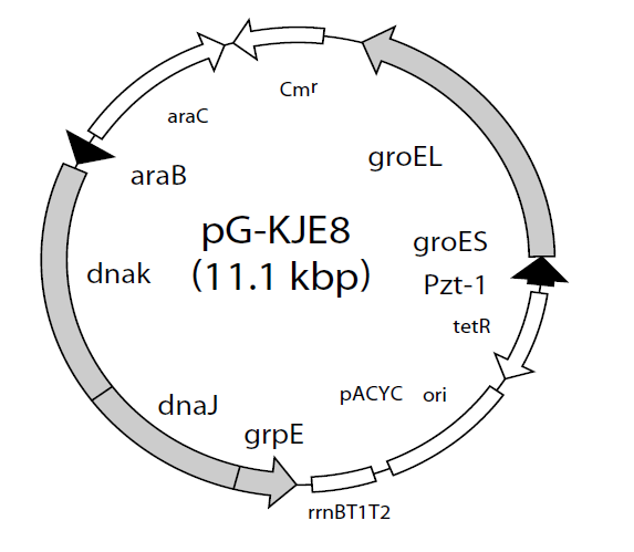 pG-KJE8 质粒图谱