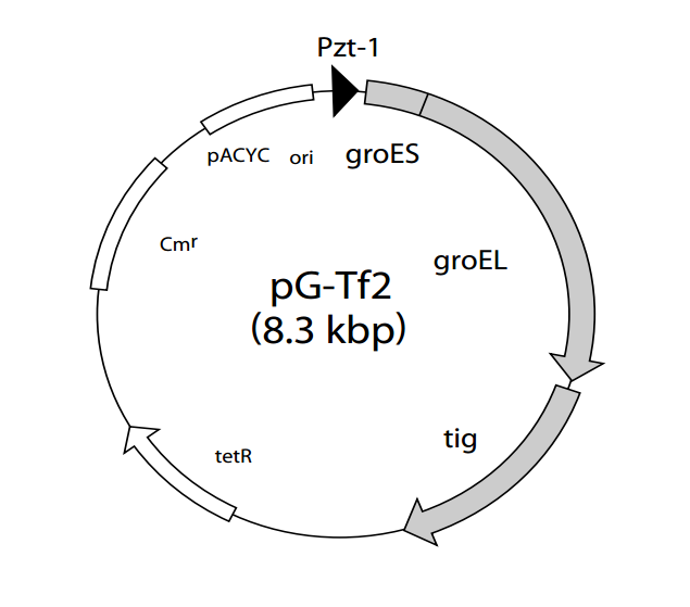 pG-Tf2 质粒图谱