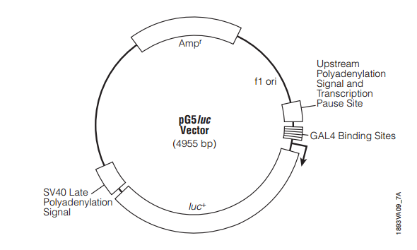 pG5luc 质粒图谱