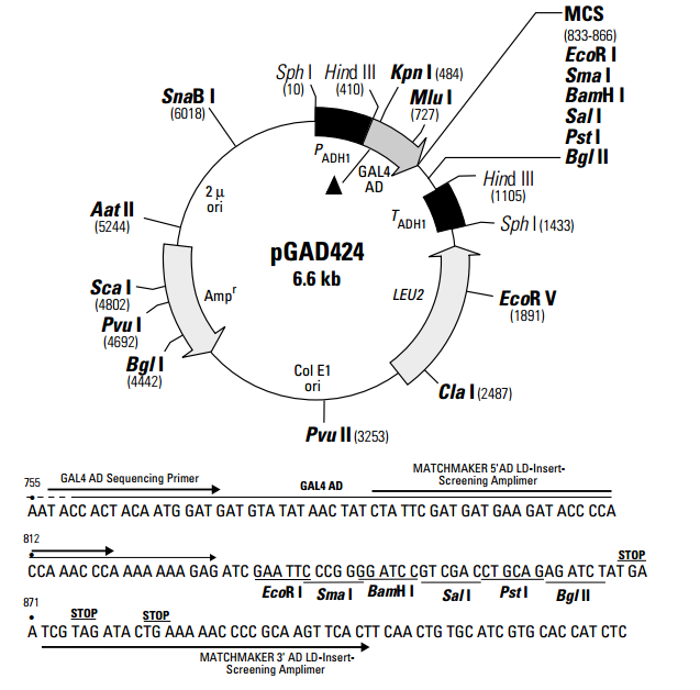 pGAD424 质粒图谱