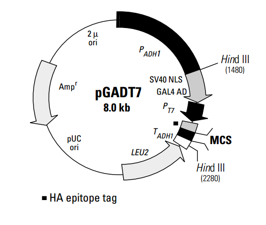 pGADT7 质粒图谱