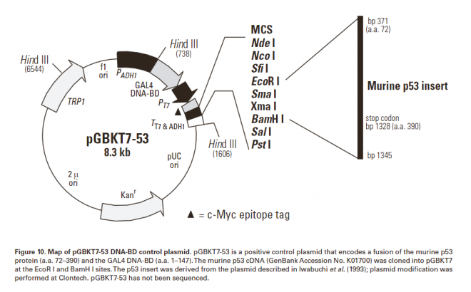 pGBKT7-53 质粒图谱