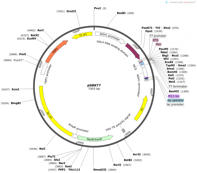 pGBKT7 载体图谱
