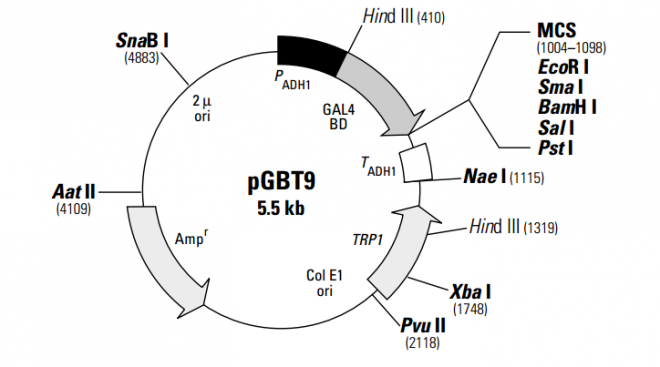 pGBT9 质粒图谱