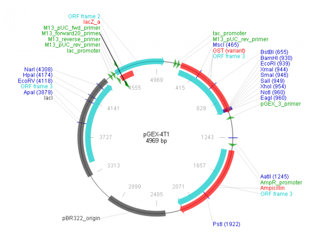 pGEX-4T-1 Vector Map