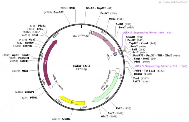 pGEX-5X-2 Vector Map