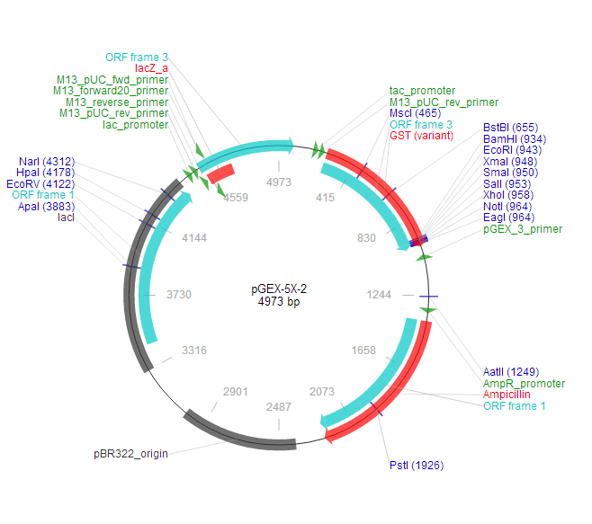 pGEX-5X-2 质粒图谱