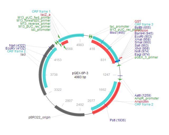 pGEX-6P-3 质粒图谱